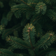 Illustration for article titled How To Clean Up Pine Needles Without Sacrificing Your Vacuum or Your Sanity
